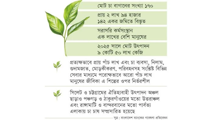 বাংলাদেশের চা শিল্পে সংকট: উৎপাদন কমছে, ব্যয় বাড়ছে, নিলামে মিলছে না ন্যায্যমূল্য